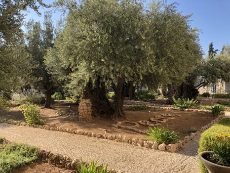 Garten Gethsemane, Foto R. Poltéra